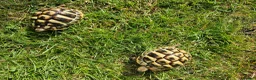 Hermann Tortoise reptiles for sale: Hermann Tortoise almost 3 years old (wildling) - Advert 10