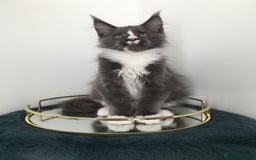 Maine Coon cats for sale: Mainecoons kittens Xl pedigree - Image 5