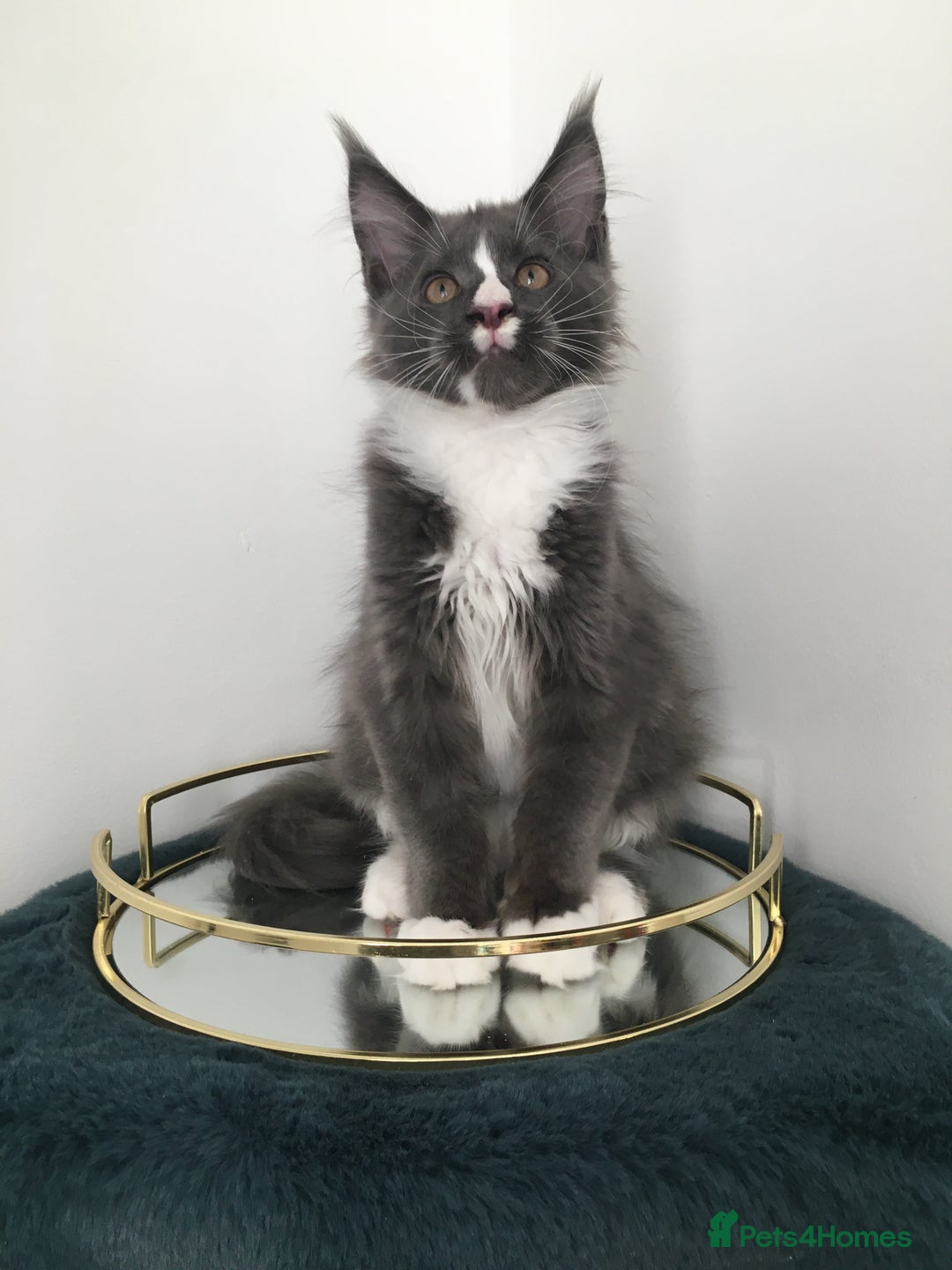 Maine Coon cats for sale: Mainecoons kittens Xl pedigree - Image 5