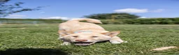 Japanese Shiba Inu dogs for sale: Last two outstanding shiba 🇯🇵 - Advert 5