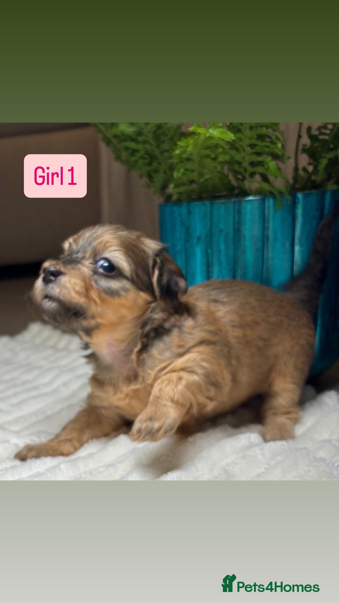 Havanese dogs for sale: 9 Beautiful Havanese Pedigree Puppies  - Advert 23