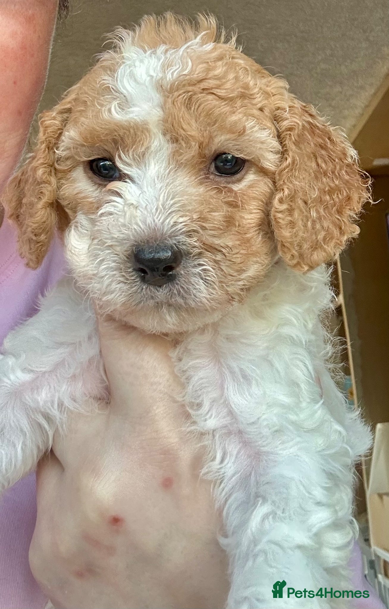Cavapoochon dogs 🤩 Cavapoochon 😍 Rare Blaze & Teddy Bear Girls 🤩 - Advert 2
