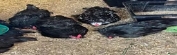 Chickens poultry for sale: Lovely black Pekin hens for sale  - Advert 3