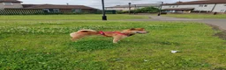 Japanese Shiba Inu dogs for sale: Boy shiba inu  - Advert 3