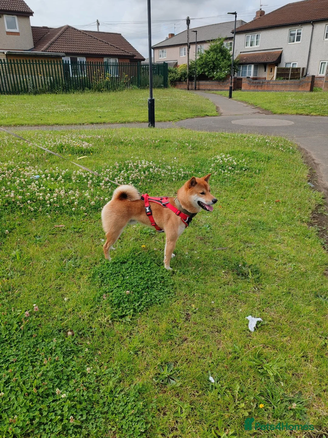 Japanese Shiba Inu dogs for sale: Boy shiba inu  - Advert 3