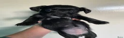 Mixed Breed dogs for sale: Whippet cross toy poodle   - Advert 25