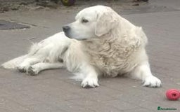 Golden Retriever dogs for stud: CHAMPION SIRED DOG AT STUD - Image 1