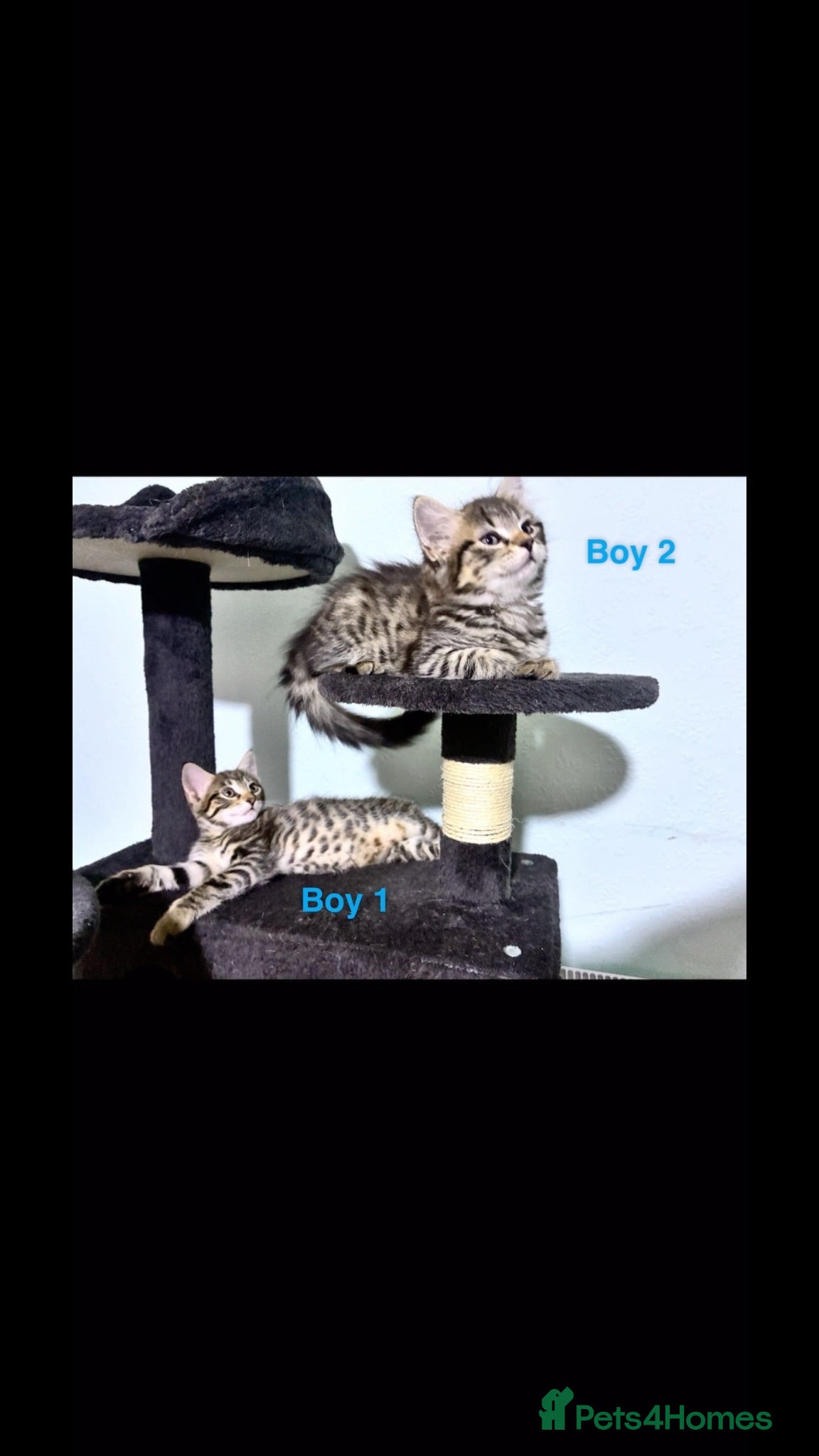 Savannah cats Gorgeous savannah kittens 2 boys left - Advert 9