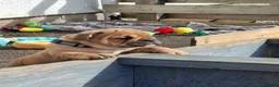 English Bulldog dogs for sale: English bulldog puppies  - Advert 8