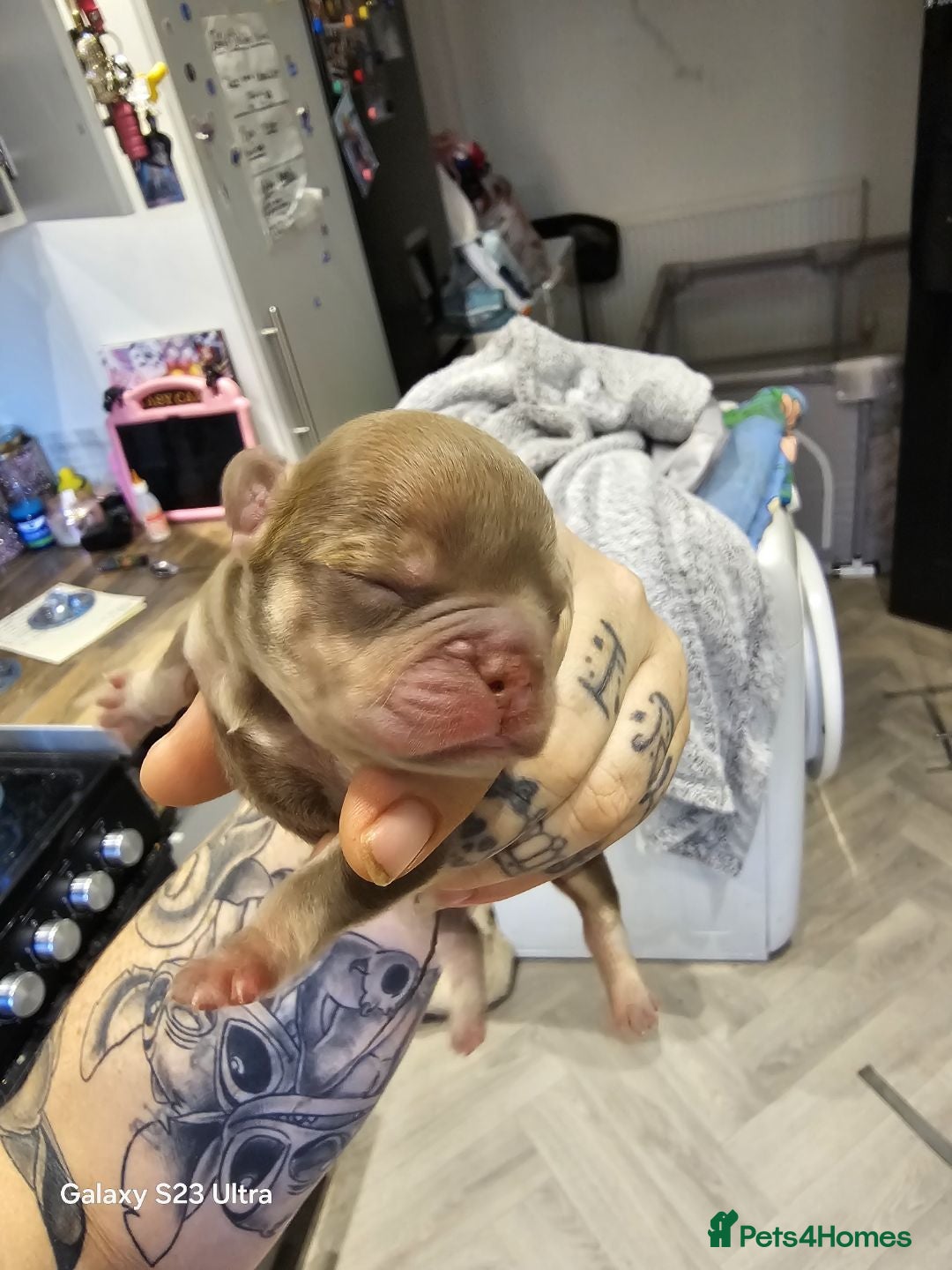 French Bulldog dogs for sale: French bulldog puppys for sale  - Advert 16