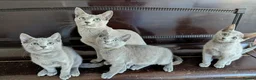 Russian Blue cats for sale: Affectionate Pedigree Kittens Ready Now - Advert 11