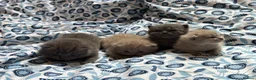 British Shorthair cats for sale: Pedigree British Blue/ Lilac Kittens - Advert 9