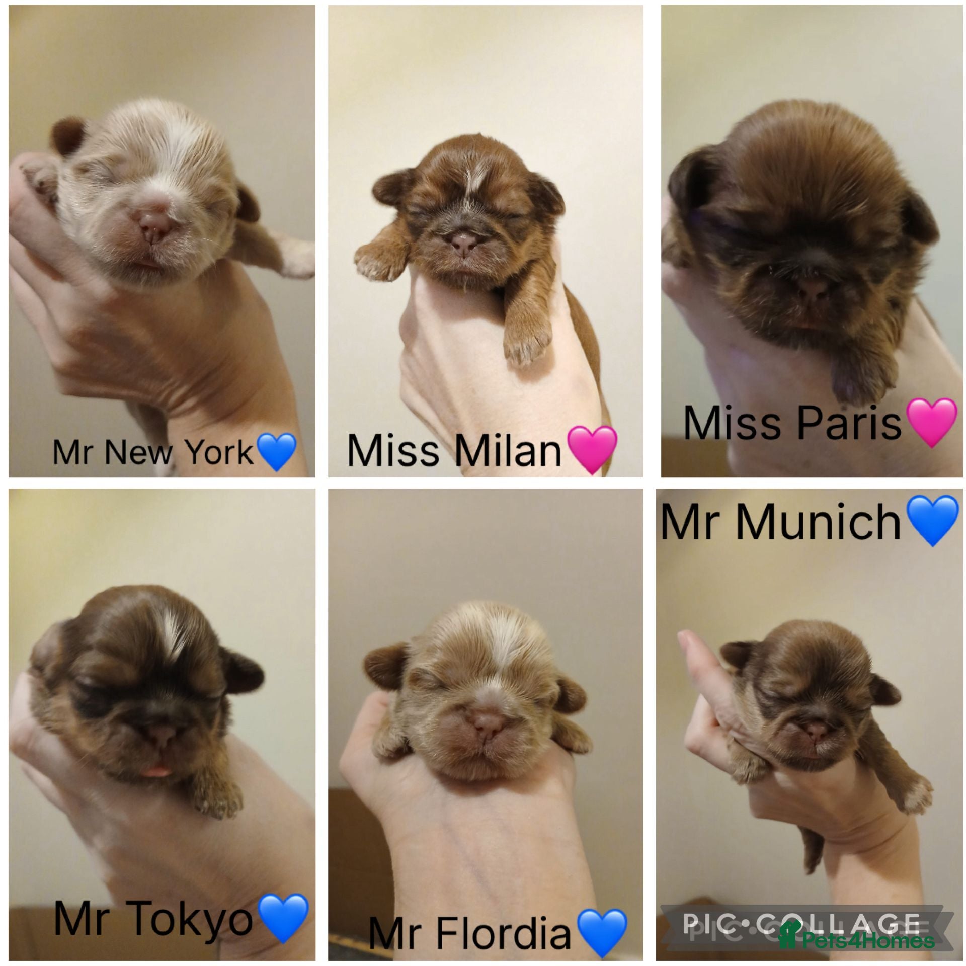 Shih Tzu dogs 🍫CHOCOLATE KC REG IMPERIALS BEST LINES🍫 - Advert 1