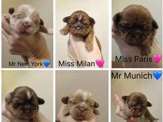 Shih Tzu dogs 🍫CHOCOLATE KC REG IMPERIALS BEST LINES🍫 - Advert 1