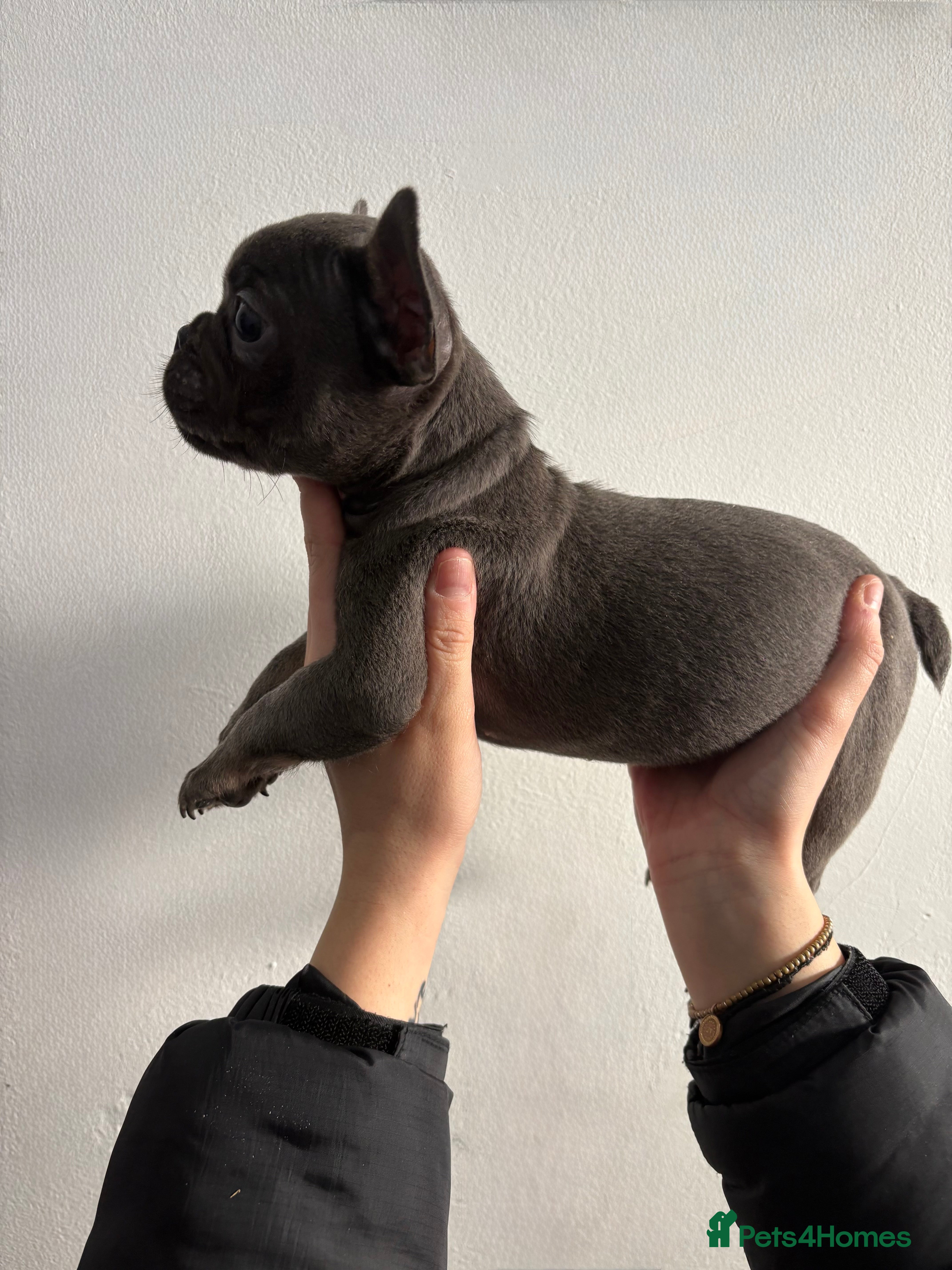 French Bulldog dogs French bulldogs🐶 - Advert 18