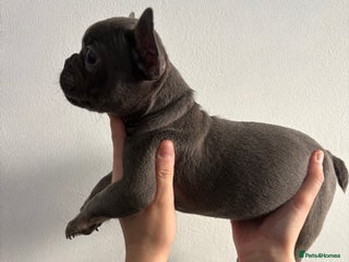 French Bulldog dogs French bulldogs🐶 - Advert 8