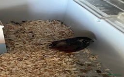 Quail poultry for sale: Chinese Painted Quail Rooster - Image 1
