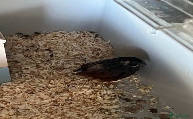 Quail poultry for sale - Advert 1
