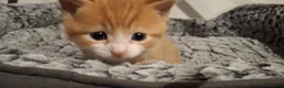 Mixed Breed cats for sale: Beautiful ginger kitten - Advert 6