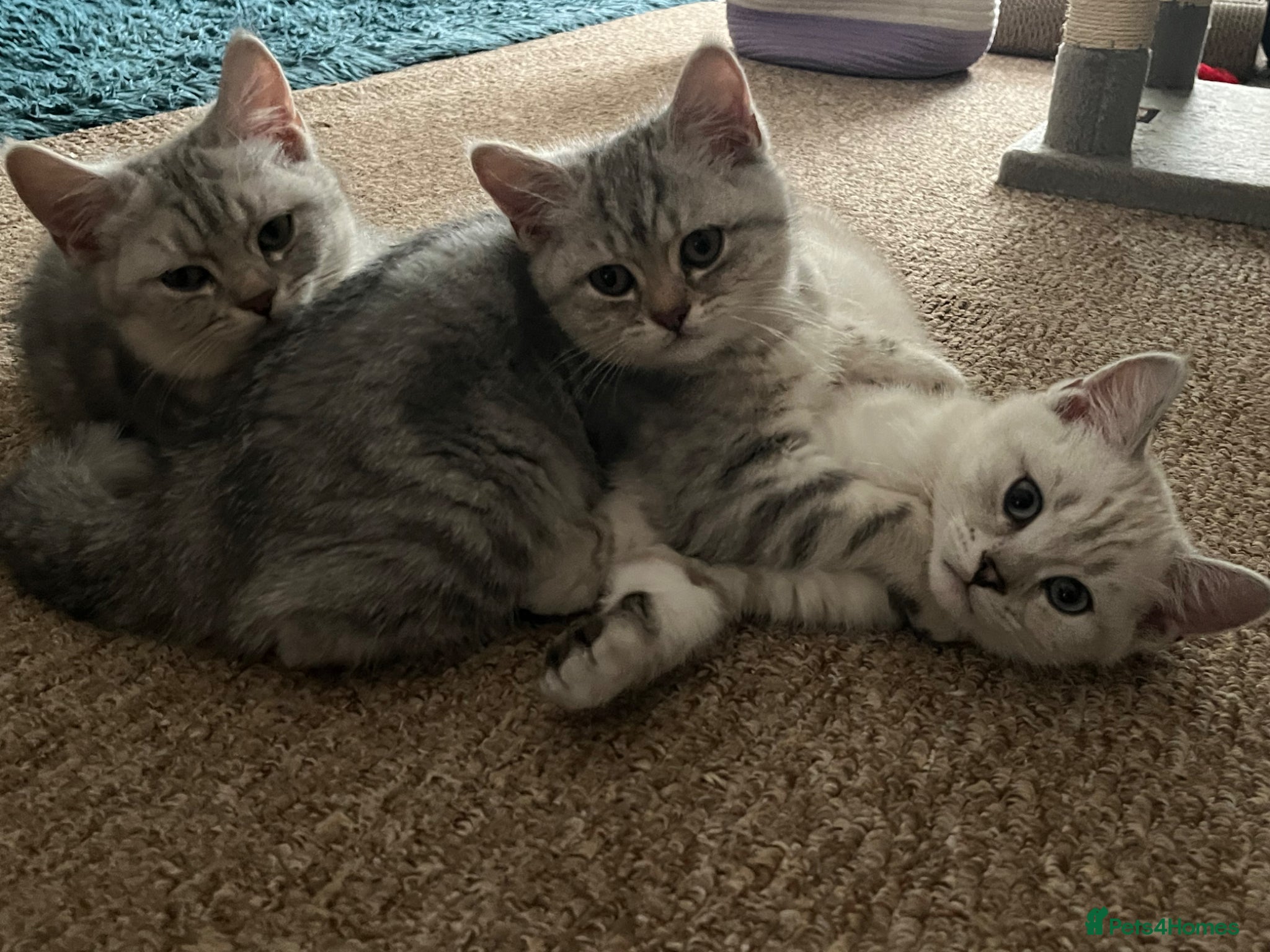 British Shorthair cats Adorable Kittens for Sale – Ready for Loving Homes - Advert 10
