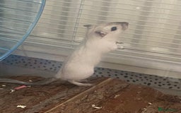 Gerbil rodents for sale: Free 2 male gerbils  - Image 3