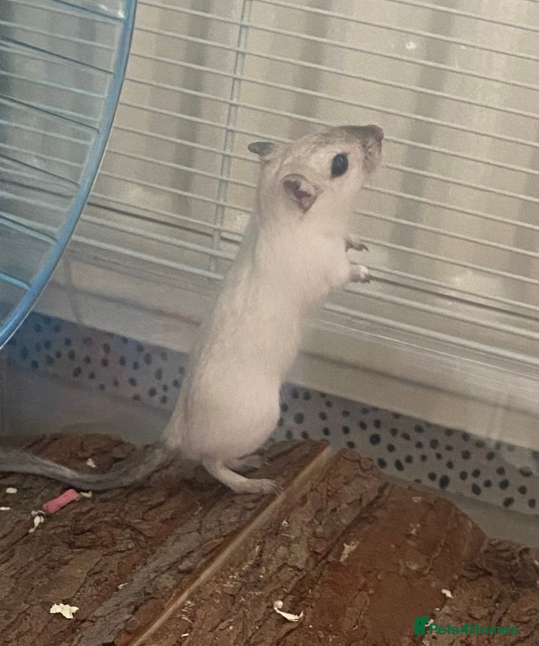 Gerbil rodents for sale: Free 2 male gerbils  - Image 3