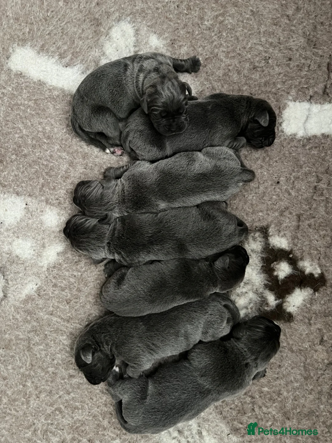 Cane Corso dogs for sale: Cane Corso Puppies  - Advert 2