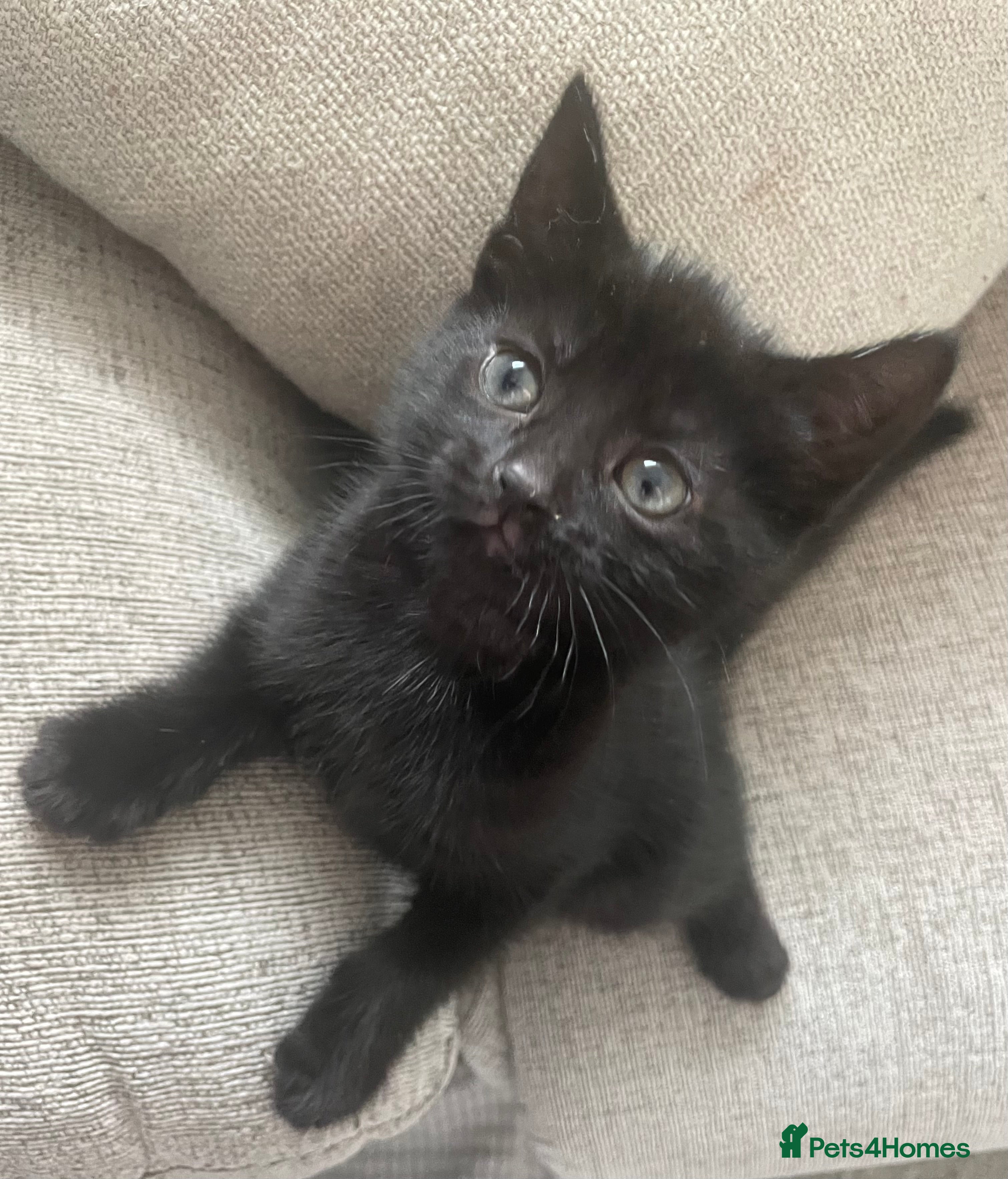 Mixed Breed cats Kitten for sale  - Advert 1