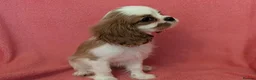 Cavalier King Charles Spaniel dogs for sale: Gorgeous Cavalier King Charles Spaniel puppies - Advert 14