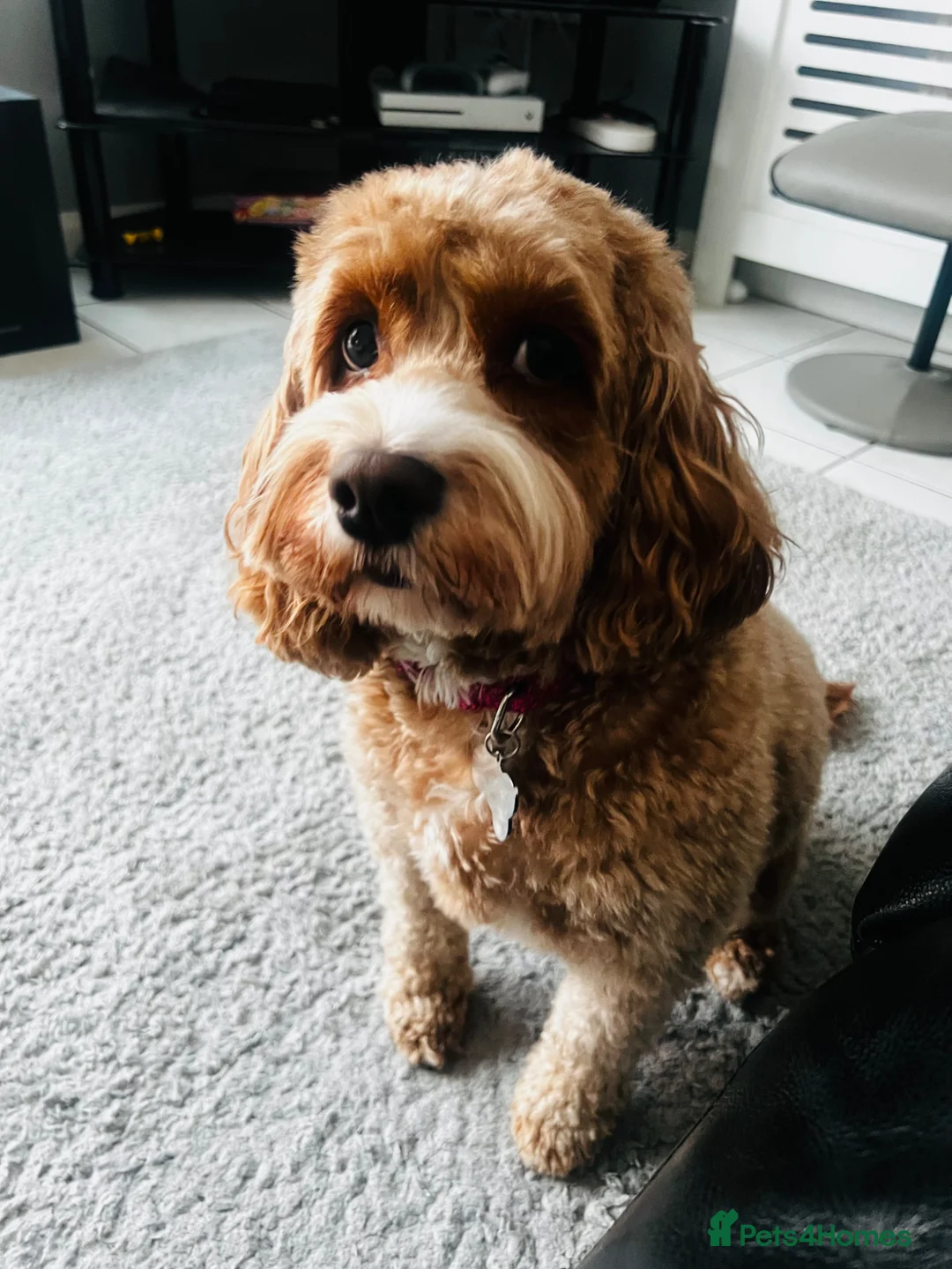 Cockapoo dogs for sale: F2 Cockapoos - 1 boy and 3 girls remain  - Advert 1