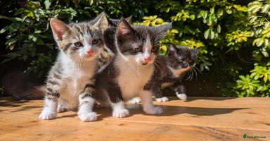 Mixed Breed cats - Advert 8