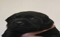 Labrador Retriever dogs for sale: Labrador puppies  - Image 7
