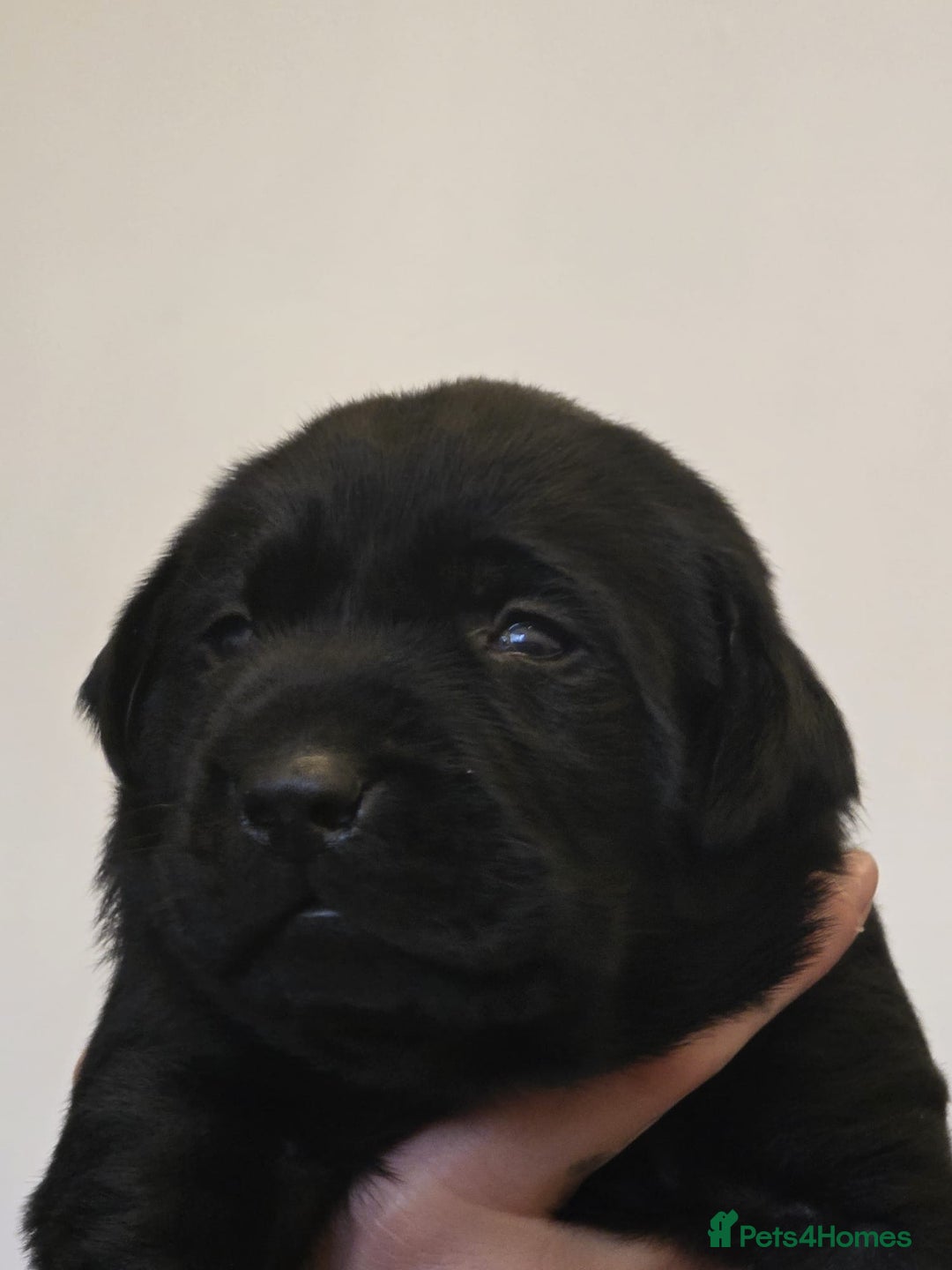 Labrador Retriever dogs for sale: Labrador puppies  - Image 7