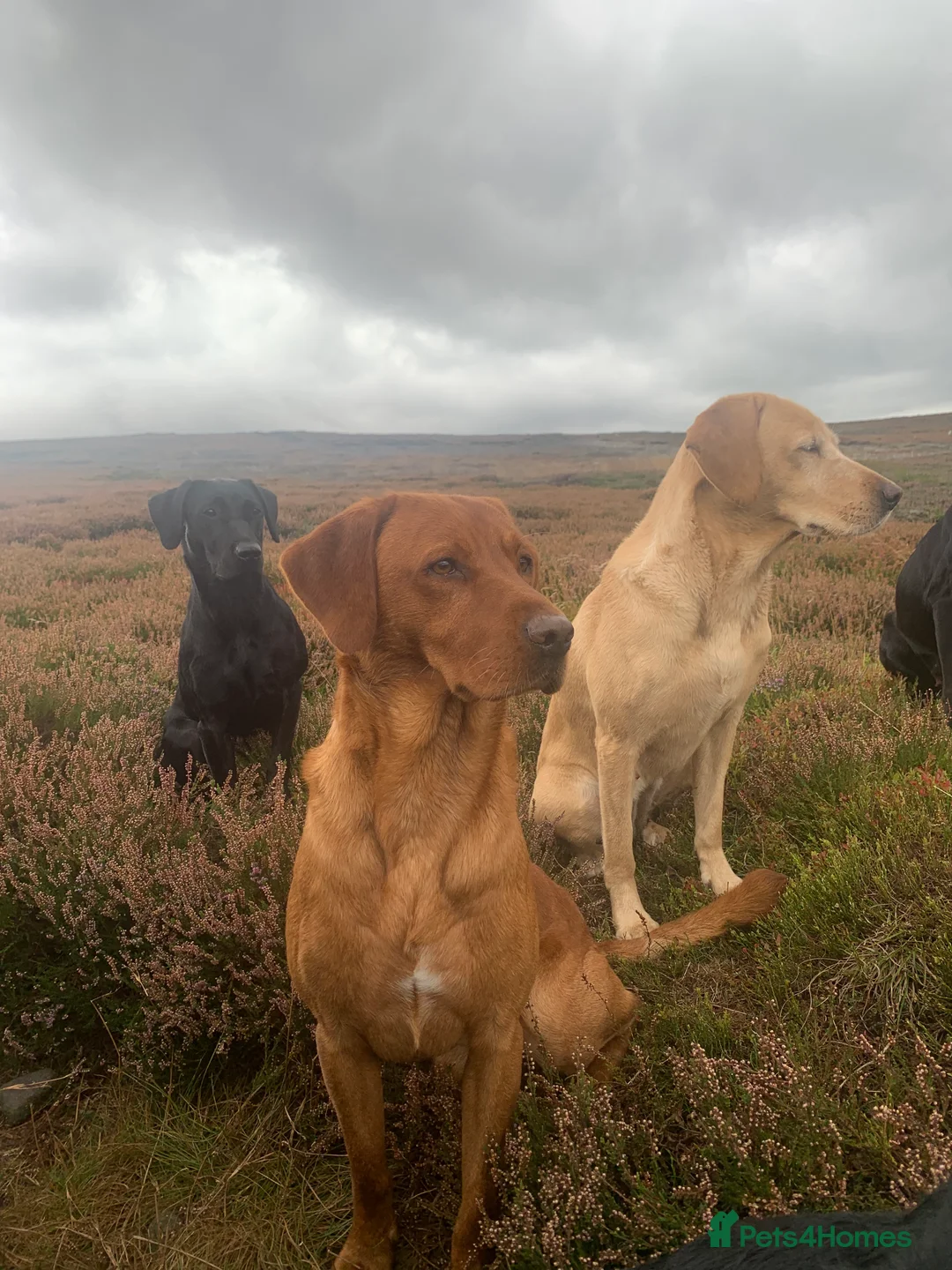 Labrador Retriever dogs for stud: Health tested KC reg fox red lab stud  in Hull - Advert 2