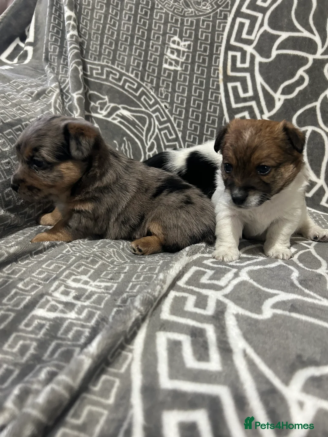 Jack Russell dogs for sale: Beautiful Jack Russell Terrier puppies available  - Advert 15