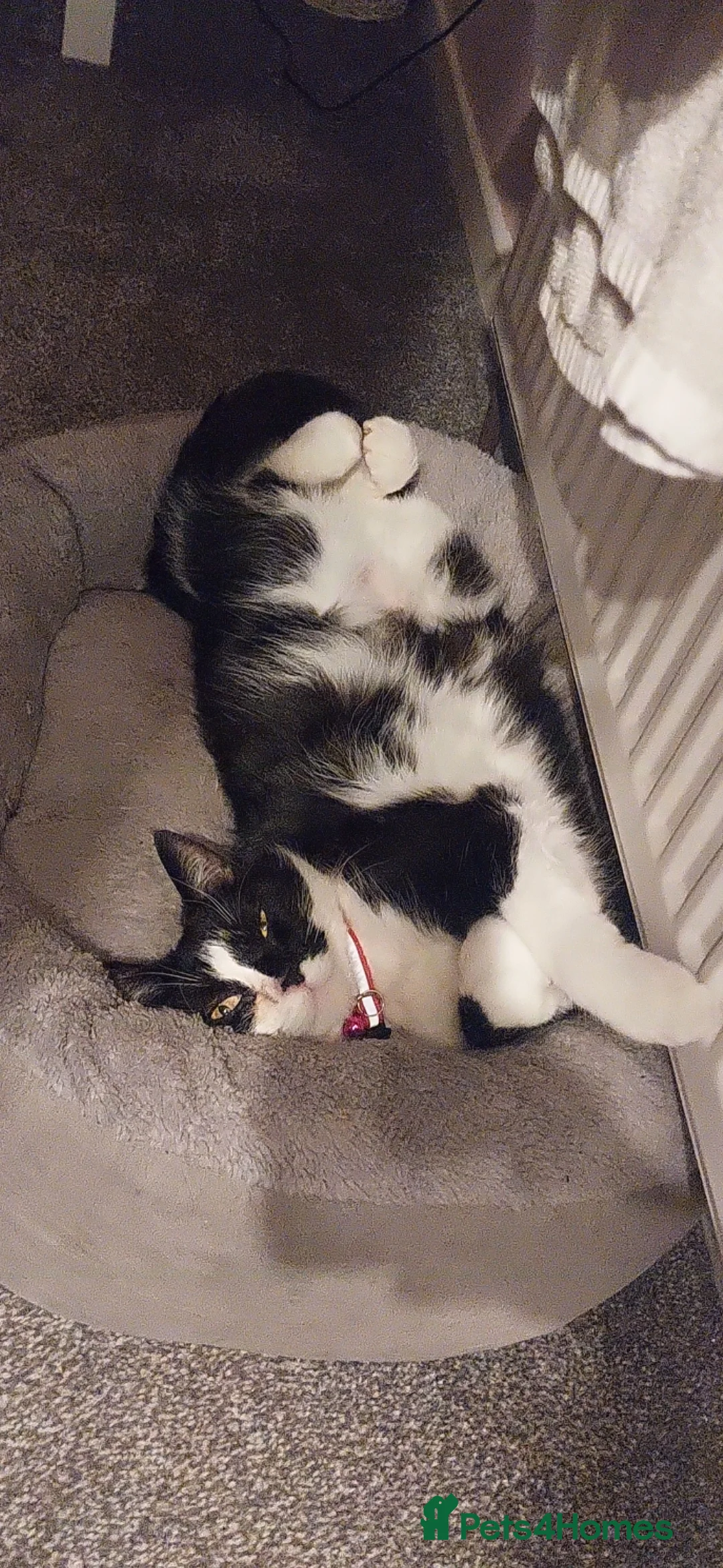 Mixed Breed cats for sale: New homes needed ❤️ - Advert 2