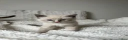 Ragdoll cats for sale: Adorable Ragdoll Kittens Looking For A New Home - Advert 11