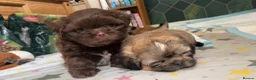 Shih Tzu dogs for sale: Beautiful litter for sale. - Advert 5