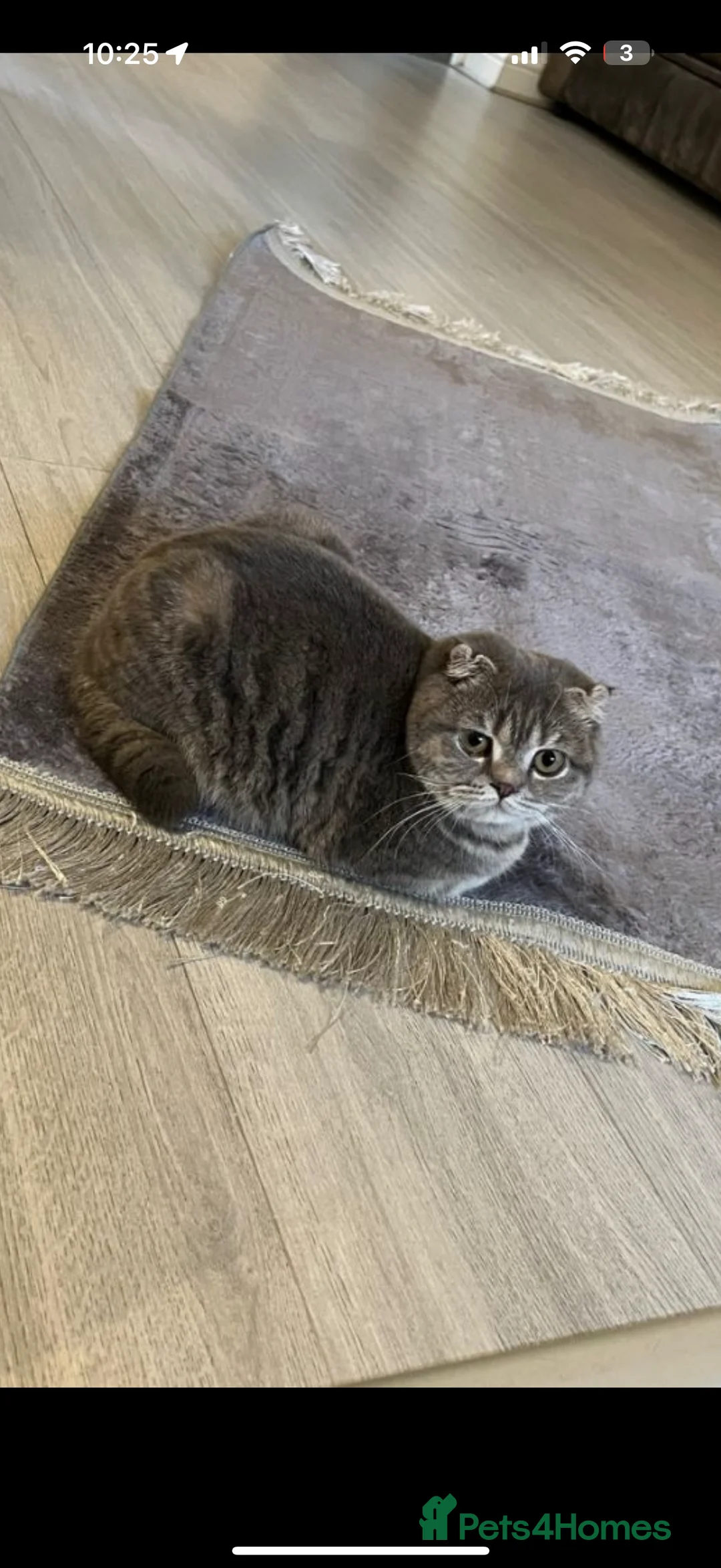 Scottish Fold cats for sale: Pearl  - Advert 8