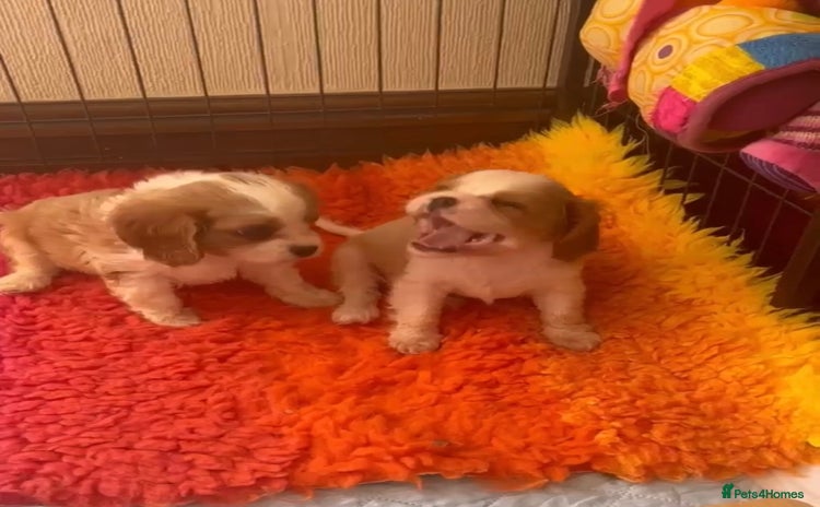 Cavalier King Charles Spaniel dogs - Advert 1
