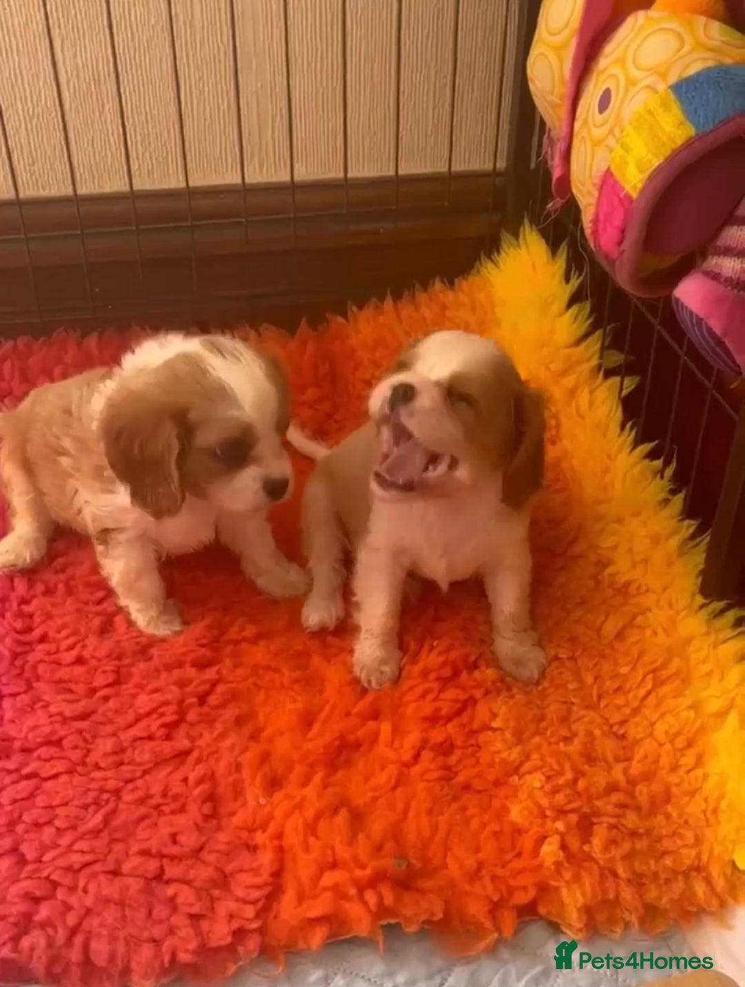 Cavalier King Charles Spaniel dogs for sale: Blenheim Cavalier Girl - Image 2