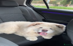 Chow Chow dogs for sale: Female chow chow  - Image 3