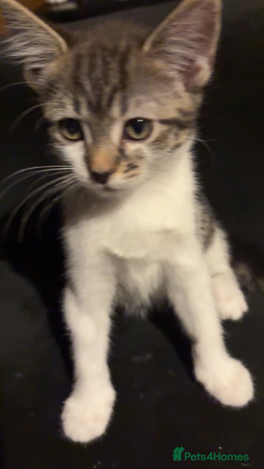 Mixed Breed cats Kittens for sale - Advert 3