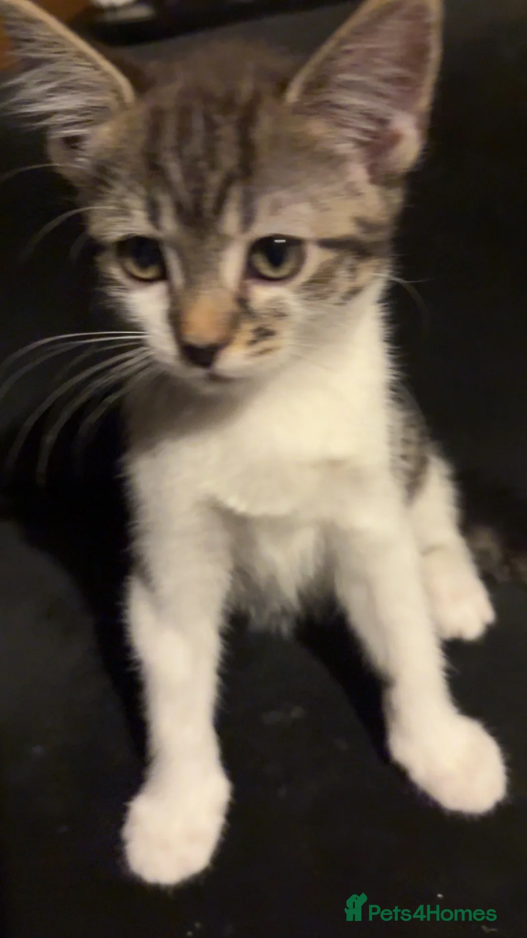 Mixed Breed cats for sale: Kittens for sale in Addlestone - Advert 1