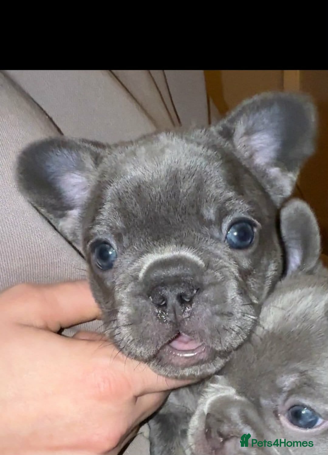 French Bulldog dogs for sale: French bulldog puppies - Advert 8