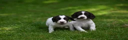 English Springer Spaniel dogs for sale: Kennel club registered Springer Spaniel Puppies - Advert 7