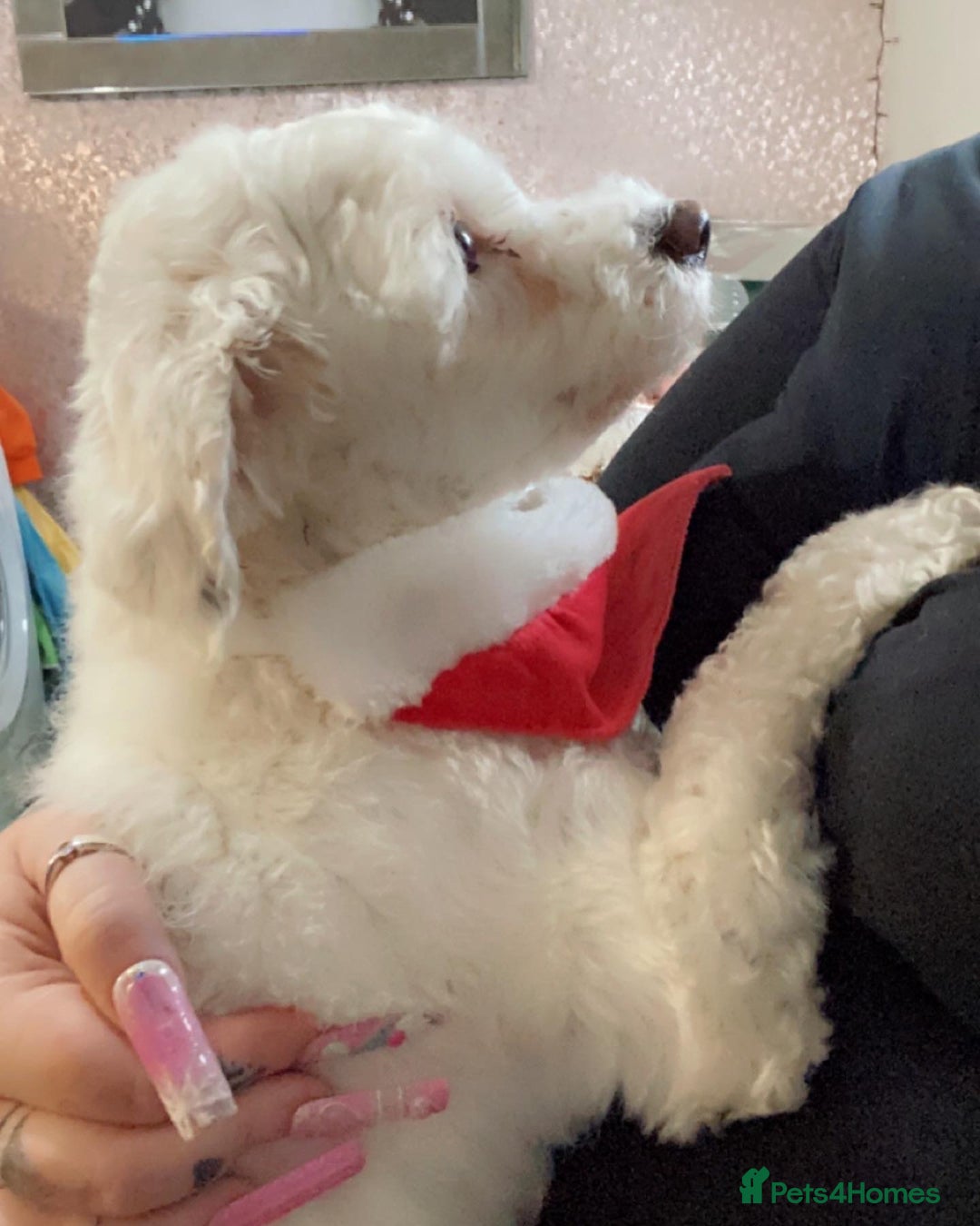 Bichon Frise dogs for sale: Bichon frise 4 year old male stud for sale - Image 3