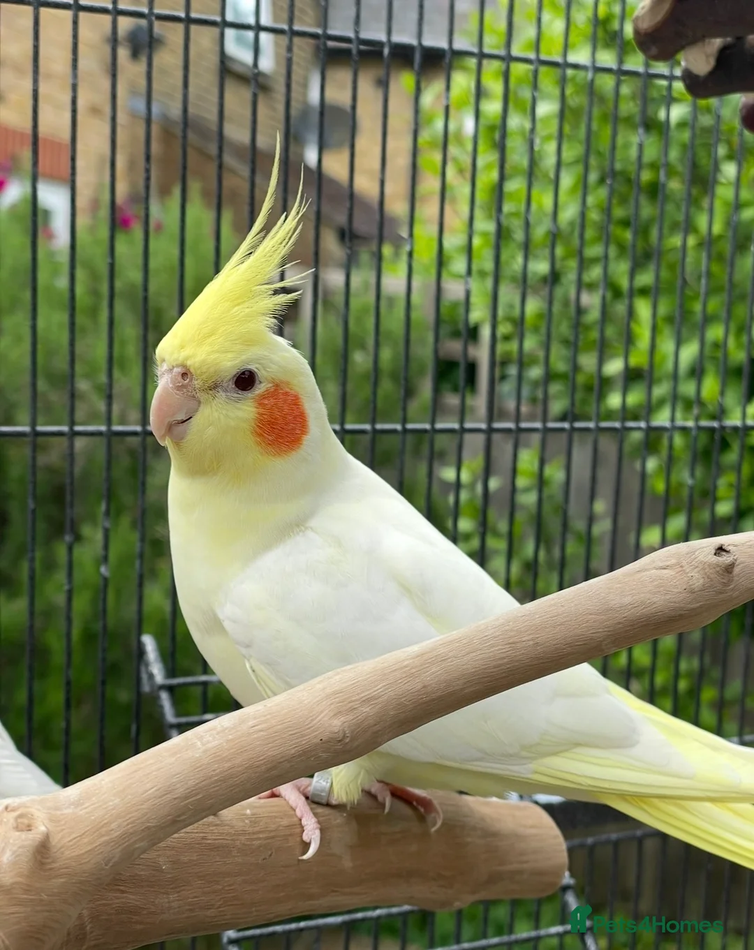Cockatiels birds for sale: Male Lutino - Advert 1