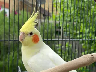 Cockatiels birds Male Lutino - Advert 12