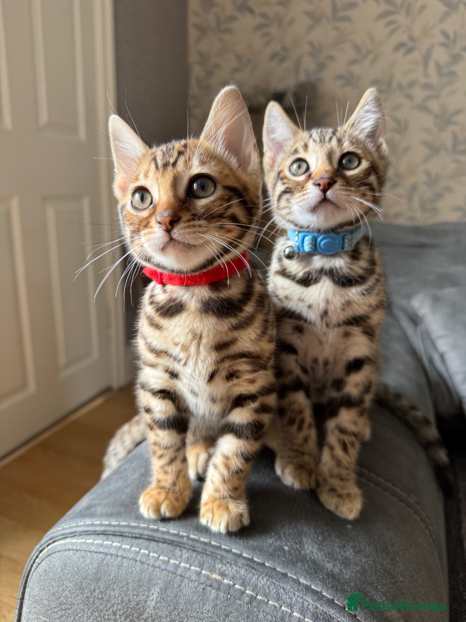 Bengal cats ONLY TWO Stunning✨GLITTER Coat✨Bengal kittens  - Advert 14